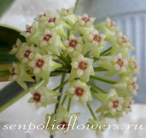 Hoya Verticillata Albomarginata